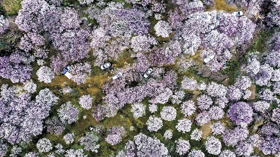 ◆綿陽市平武縣印象梅林中有很多古梅樹