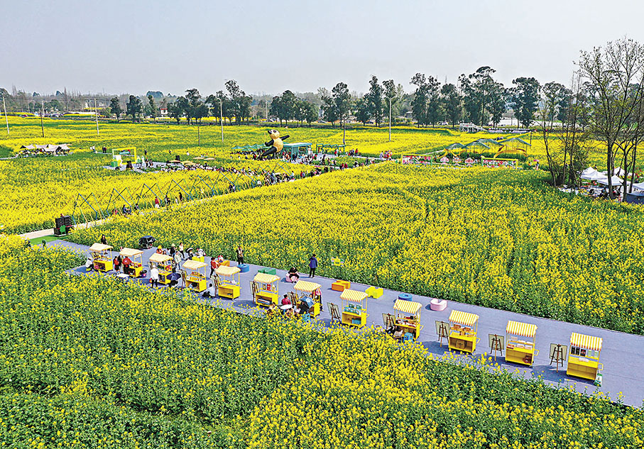 ◆在崇州市道明鎮，遊客在油菜花田中觀光。