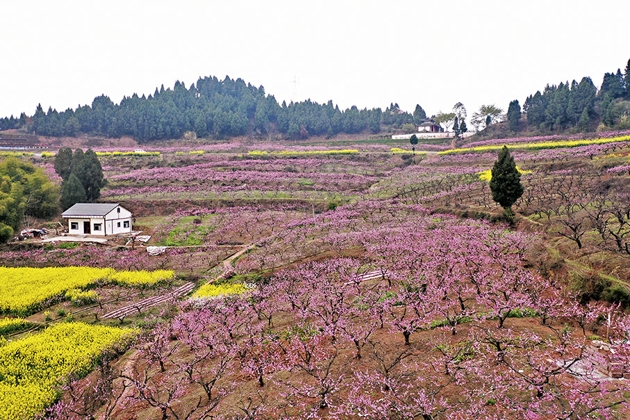 ◆大片的桃花彷彿一片粉色的海洋