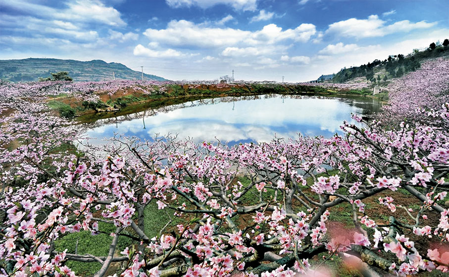 ◆成都龍泉驛桃花故里