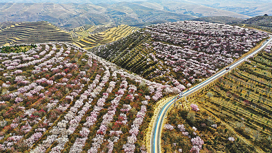 ◆寧夏六盤山桃花林