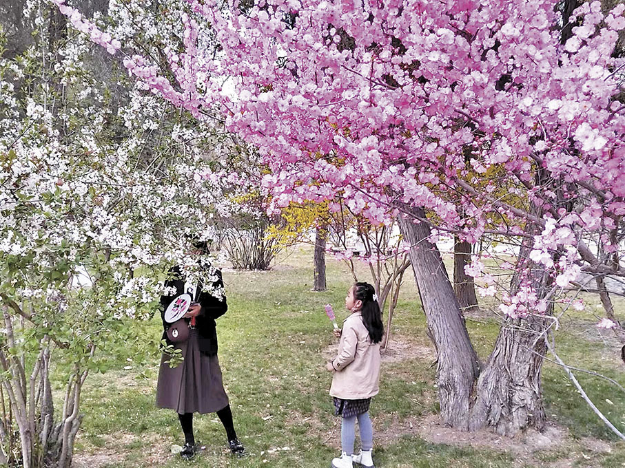 ◆遊客在桃花林中遊覽