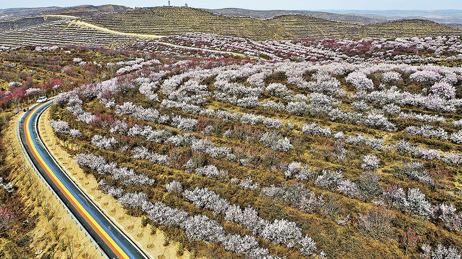 ◆寧夏彭陽桃花及杏花林