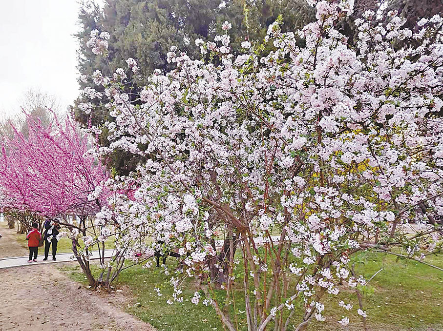 ◆丁香花