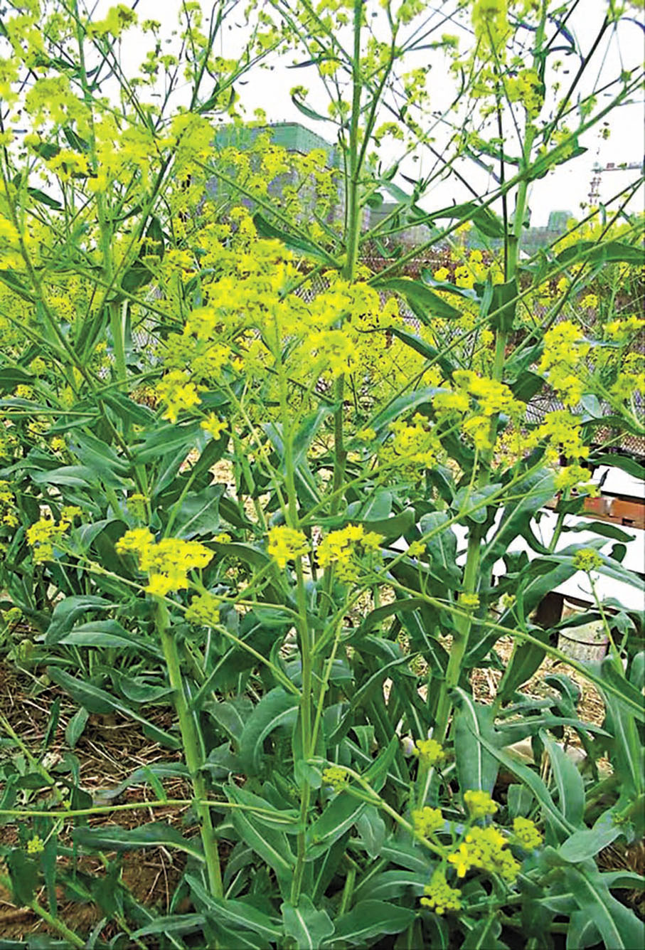 ◆板藍根花