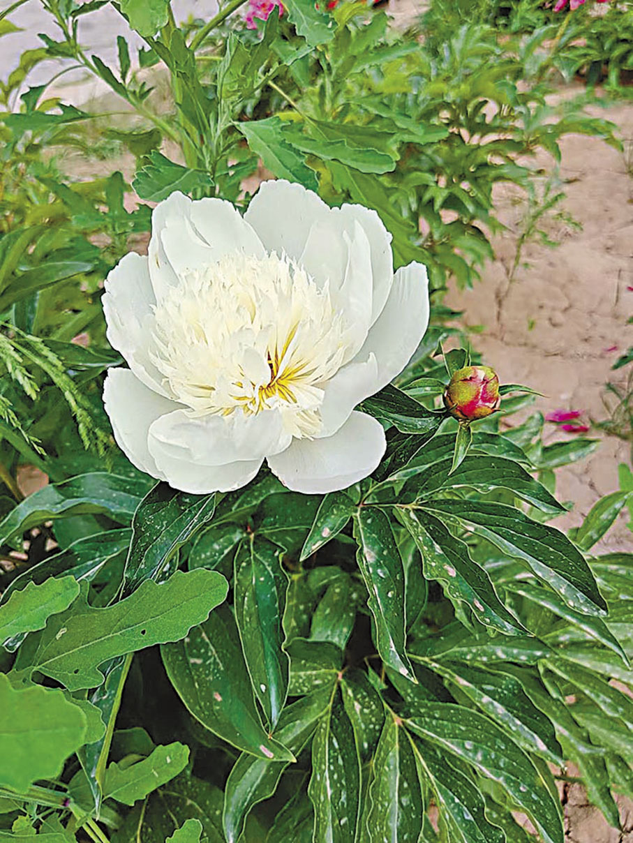 ◆芍藥花