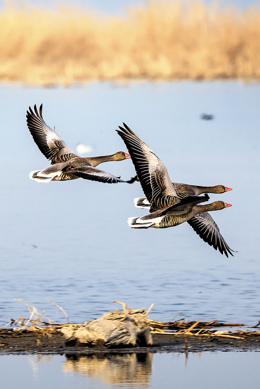 ◆元好問聽獵人說完大雁殉情的故事，就買下兩隻雁葬之，並寫下《雁丘詞》。圖為遷徙中的灰雁。 資料圖片