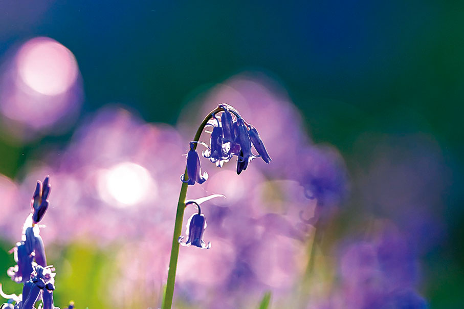 ◆ 春天百花盛放，古人多以此營造好的氣氛，與春風有關的字詞文章也多是正面。圖為春天盛開的藍鈴花。 資料圖片
