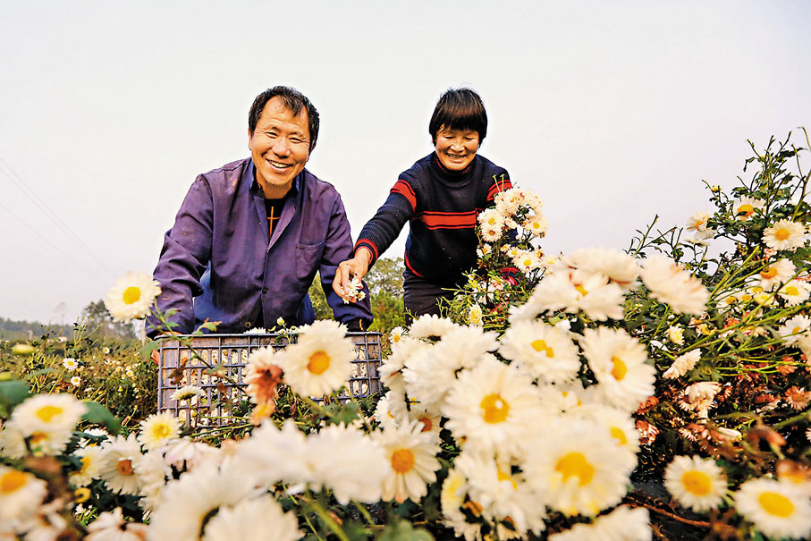 ◆農民在藥材基地忙碌。