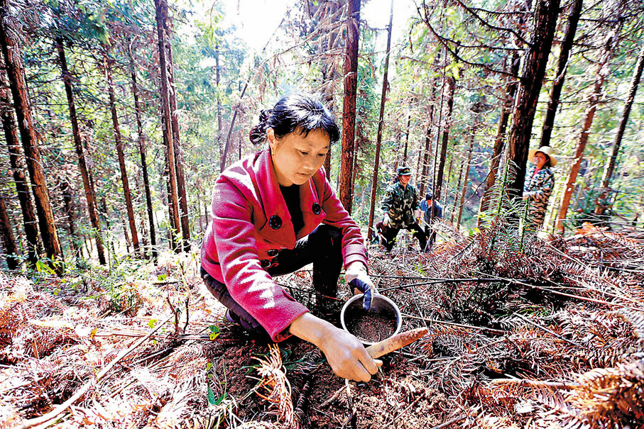 ◆林下種植黃精
