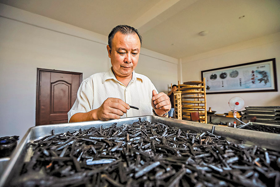 ◆老藥工廖慧安在查看經過九蒸九曬後的九製黃精成品。