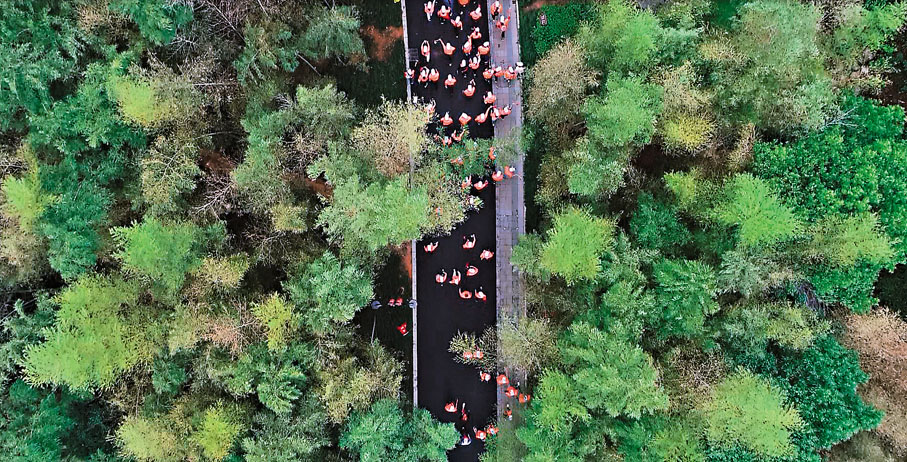 ◆在竹林裏散步。