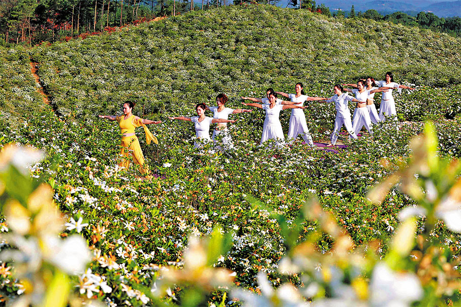 ◆瑜伽愛好者在梔子花叢中鍛煉。