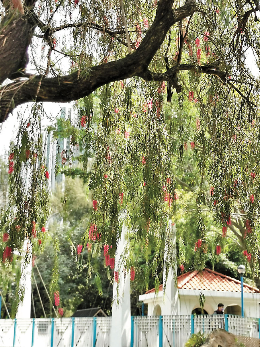 ◆荃灣公園一期吊橋瀑布位亦有一棵串錢柳，互相襯托起來就像一幅畫。