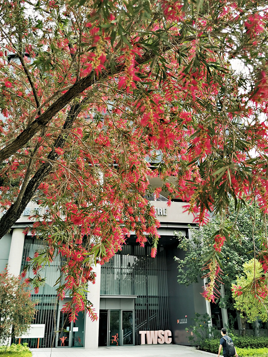 ◆數棵盛開的串錢柳位於公園二期荃灣體育館前方。