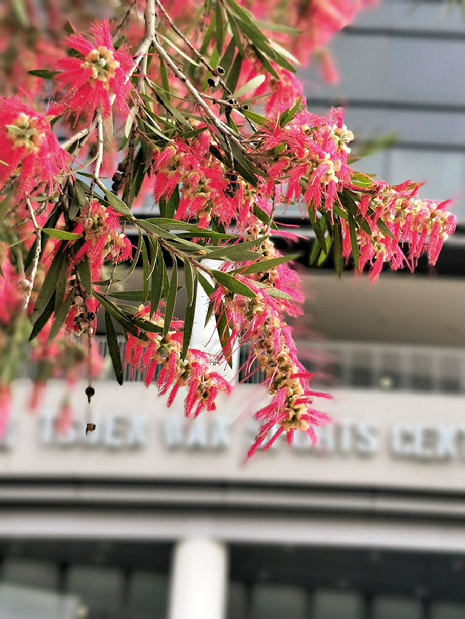 ◆英文名稱貼切形容如瓶子清潔刷的緊密花序形態。