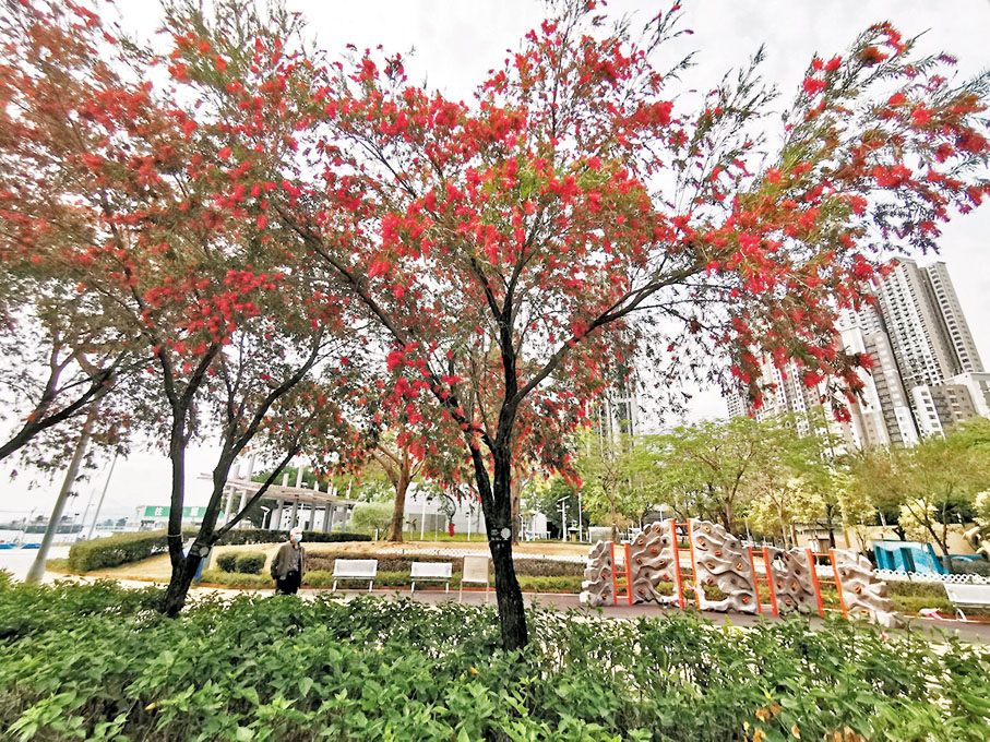 ◆筆者遠遠就被樹上的紅花吸引。