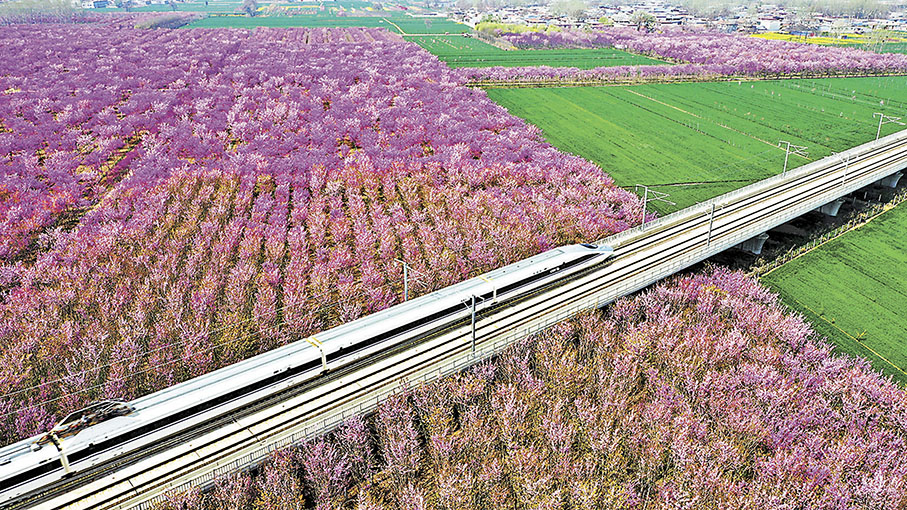 ◆高鐵列車從許昌市建安區小召鄉紫荊花海中駛過