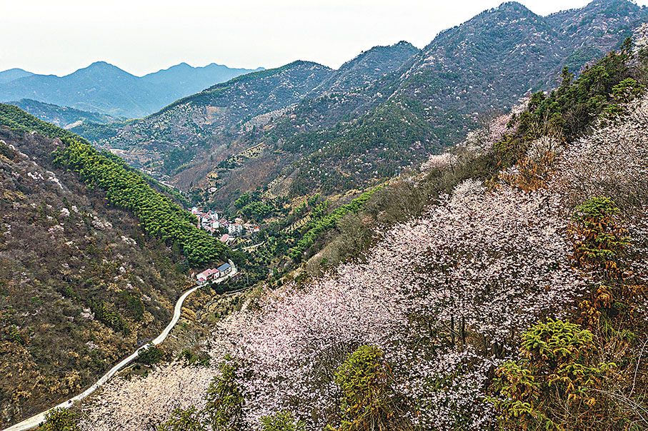 ◆三都鎮大唐村山坡上的野櫻花紛紛綻放。