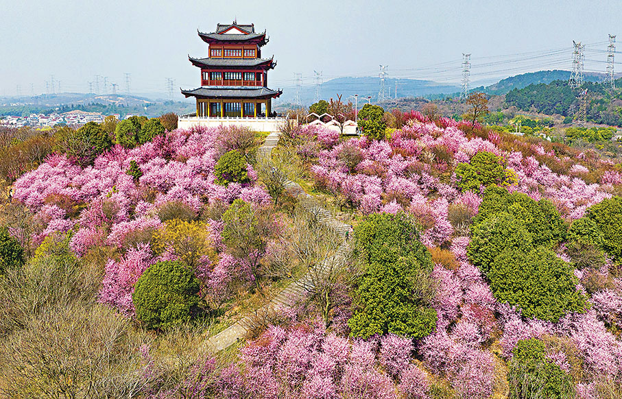 ◆江蘇南京郊外盛開的梅花接連成片，呈現「粉色海洋」。