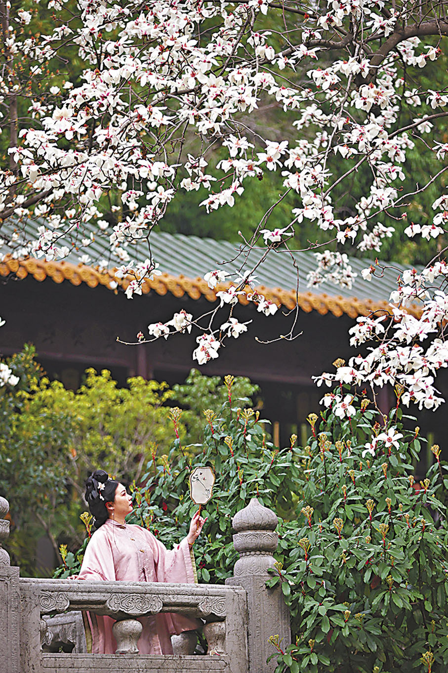 ◆朝天宮內的玉蘭花競相綻放。