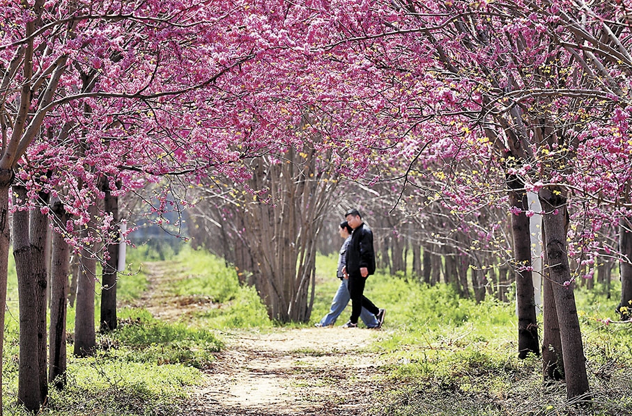 ◆遊人在許昌市建安區小召鄉的紫荊花海中遊玩。