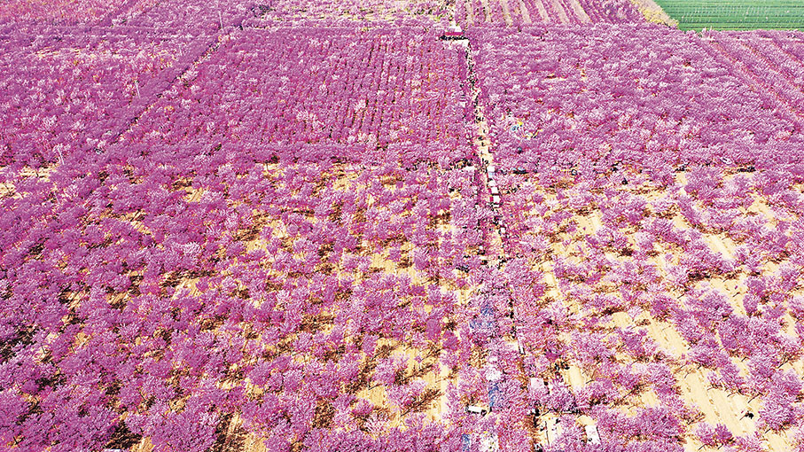 ◆四季春紫荊園