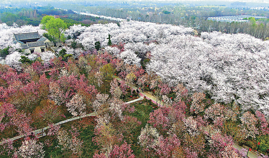 ◆在河南省許昌市鄢陵縣拍攝的唐韻櫻花園