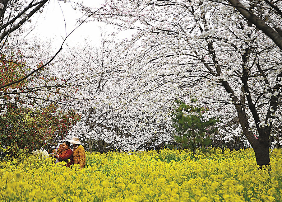 ◆遊客在唐韻櫻花園內賞花遊玩。