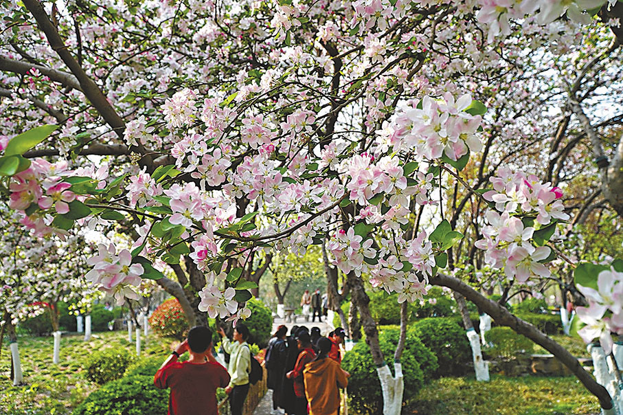 ◆遊人在五龍潭公園欣賞海棠花