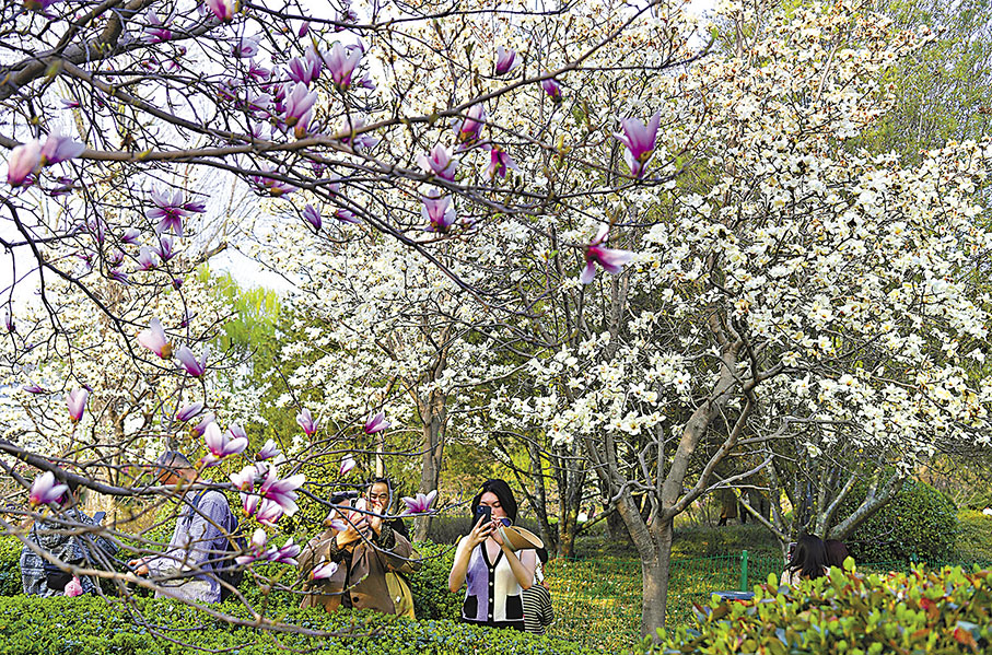 ◆百花公園裏玉蘭花競相綻放。
