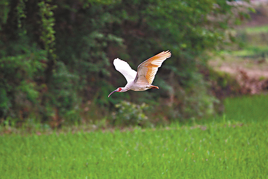 ◆「東方寶石」朱䴉