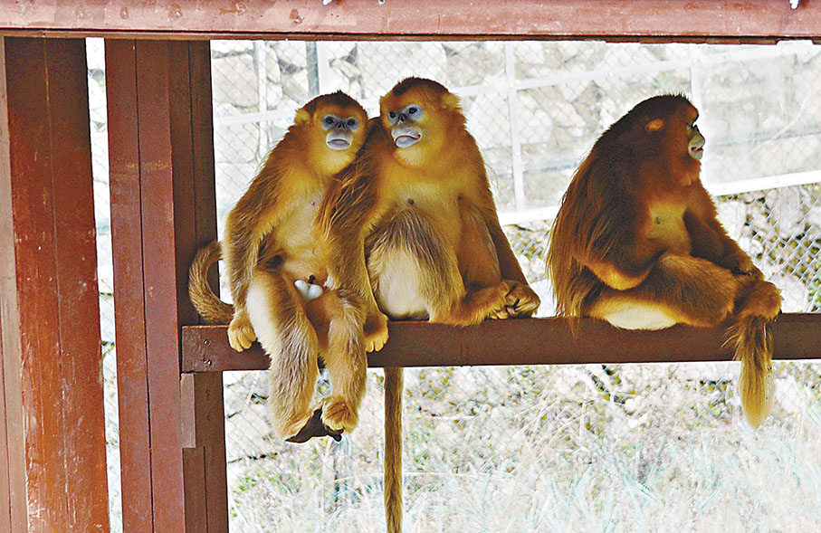 ◆秦嶺四寶園內的金絲猴。
