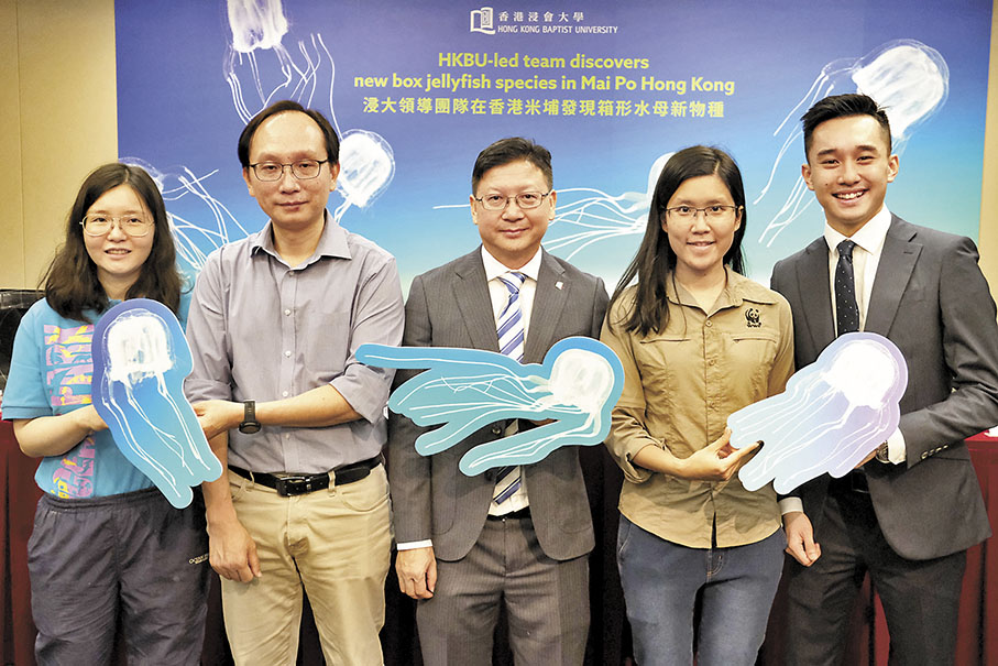◆浸大研究團隊在香港米埔自然保護區發現一個箱形水母新物種，將其命名為「米埔三槳水母」。 香港文匯報記者涂穴  攝