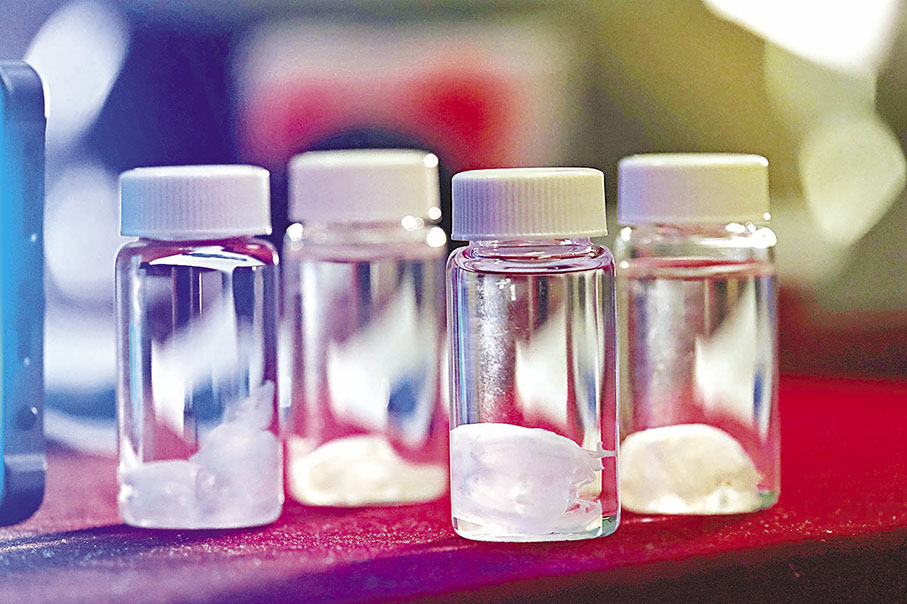 ◆今次是首次在中國水域發現箱形水母新物種，令全世界三槳水母科的物種數目增加至四個。 香港文匯報記者涂穴  攝