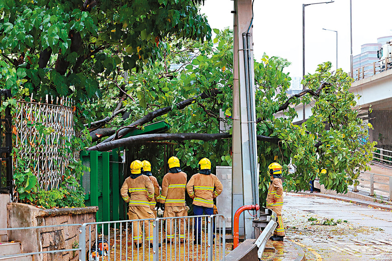 ◆ 加士居道路邊有一棵大樹不敵強風倒下。香港文匯報記者劉友光 攝