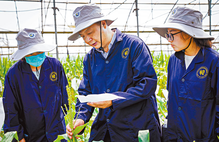 ◆番興明（中）帶領團隊人員進行育種。 香港文匯報雲南傳真