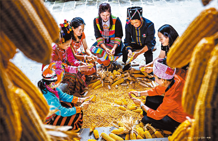 ◆ 番興明和團隊在墨江孟弄村一邊研究玉米的品種改良，一邊向農戶傳授製種技術。圖為雲南村民在剝玉米。 香港文匯報雲南傳真