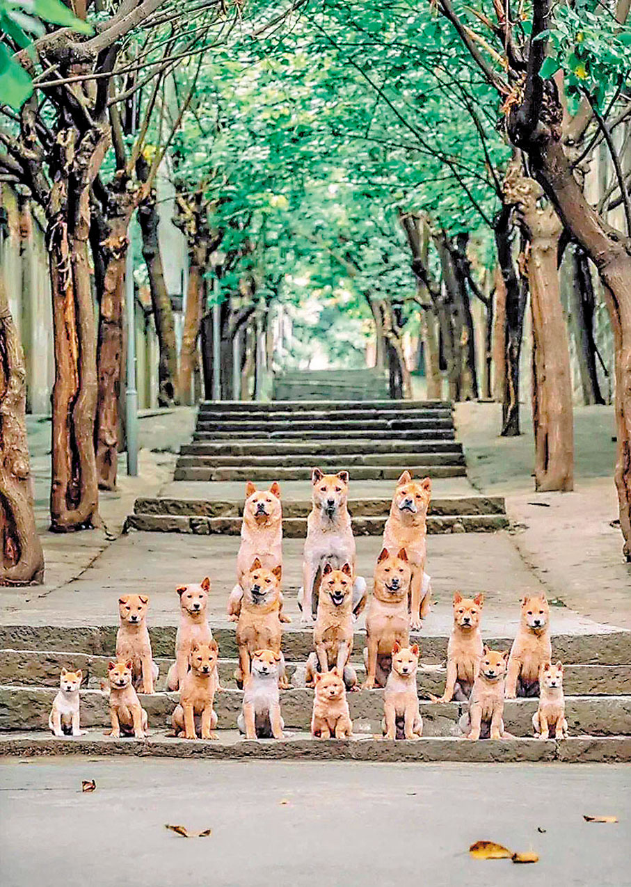 ◆電影動用18隻中華田園犬。