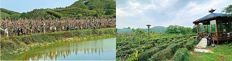 ◆惠州市博羅縣湖鎮鎮崗南村的茶園風景優美