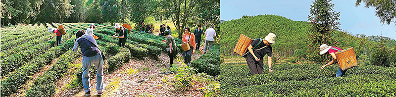 ◆大家可以背茶簍親手採摘茶葉。