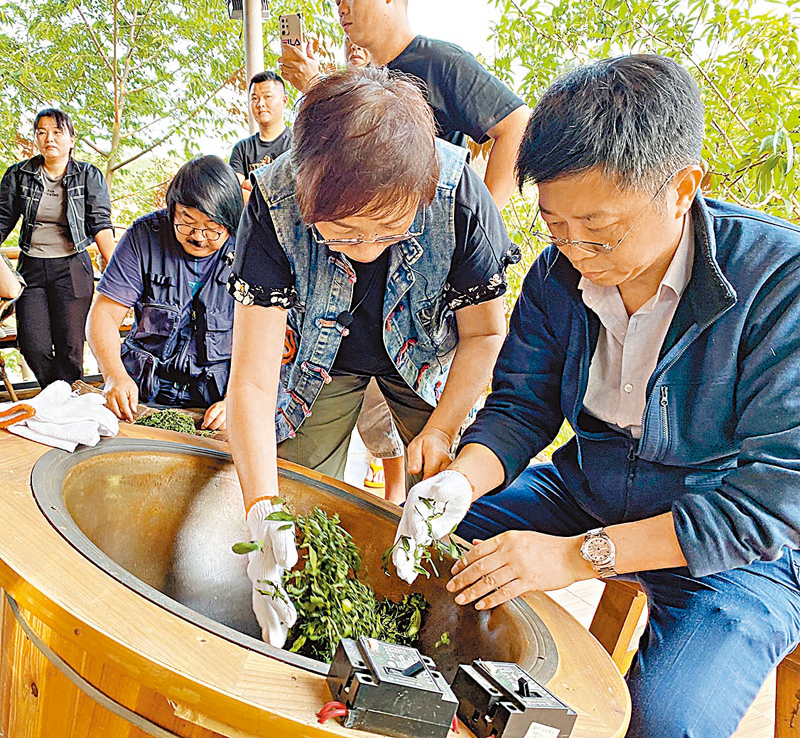 ◆參加者在學習製茶。