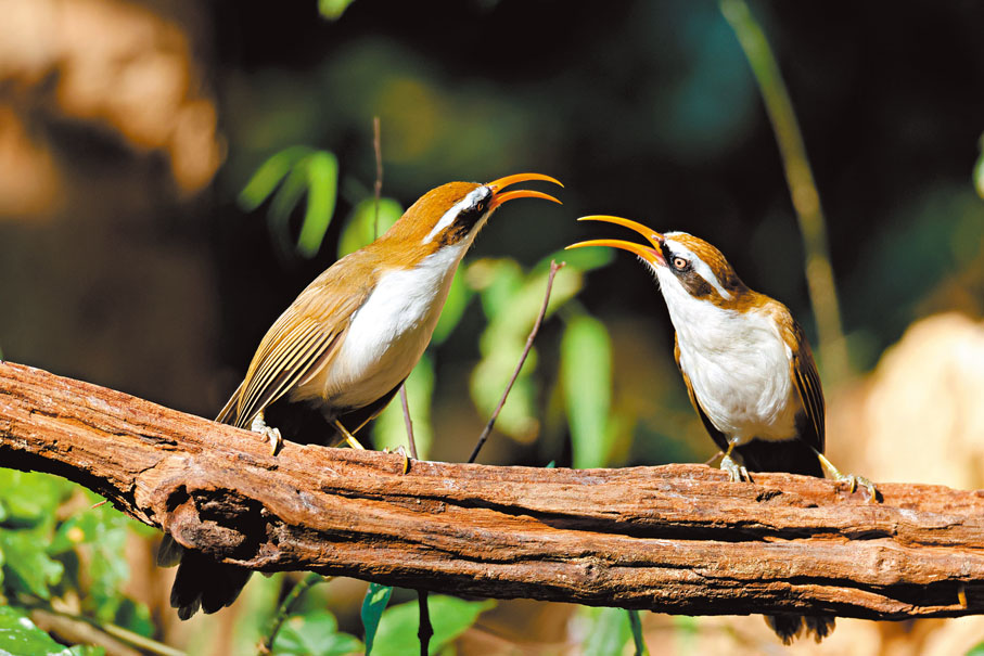◆棕頭鈎嘴眉。香港文匯報雲南傳真