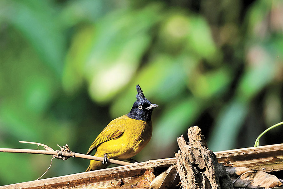 ◆黑冠黃鵯。香港文匯報雲南傳真