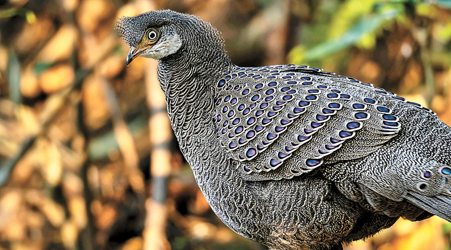 ◆灰孔雀雉。香港文匯報雲南傳真