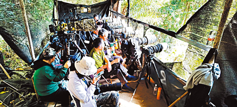 ◆石梯村已成為國內外聞名的觀鳥勝地，吸引眾多觀鳥客。香港文匯報雲南傳真