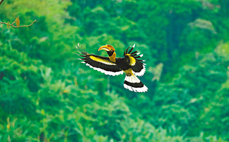 ◆雙角犀鳥。香港文匯報雲南傳真