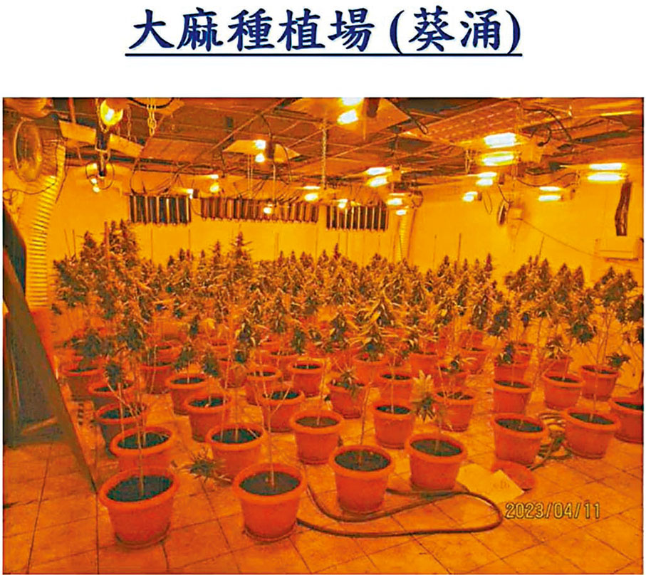 ◆警方將今年4月定為「反大麻月」，毒品調查科分別展開禁毒宣傳教育及執法行動。警方展示所破獲的大麻種植場圖片。