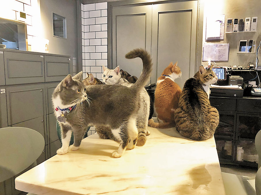 ◆ 要說咖啡店內很多貓，英文會用「cats」來表示眾數，但中文卻不會說「貓們」。圖為咖啡店的貓。 資料圖片
