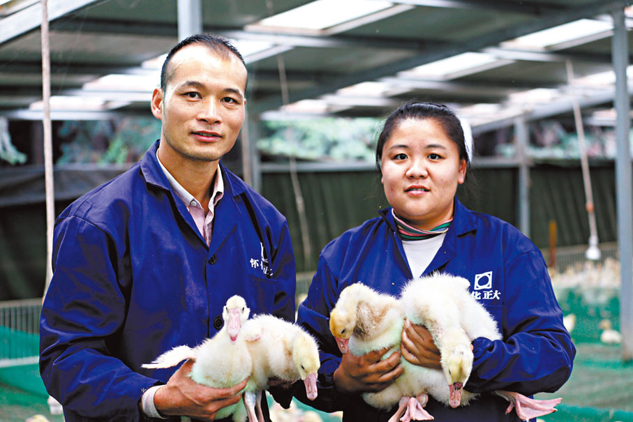 ◆ 王澤興夫婦代養的鵝出欄鵝羽毛6萬多隻，平均5元一隻，他們的代養年收入合計30餘萬元。